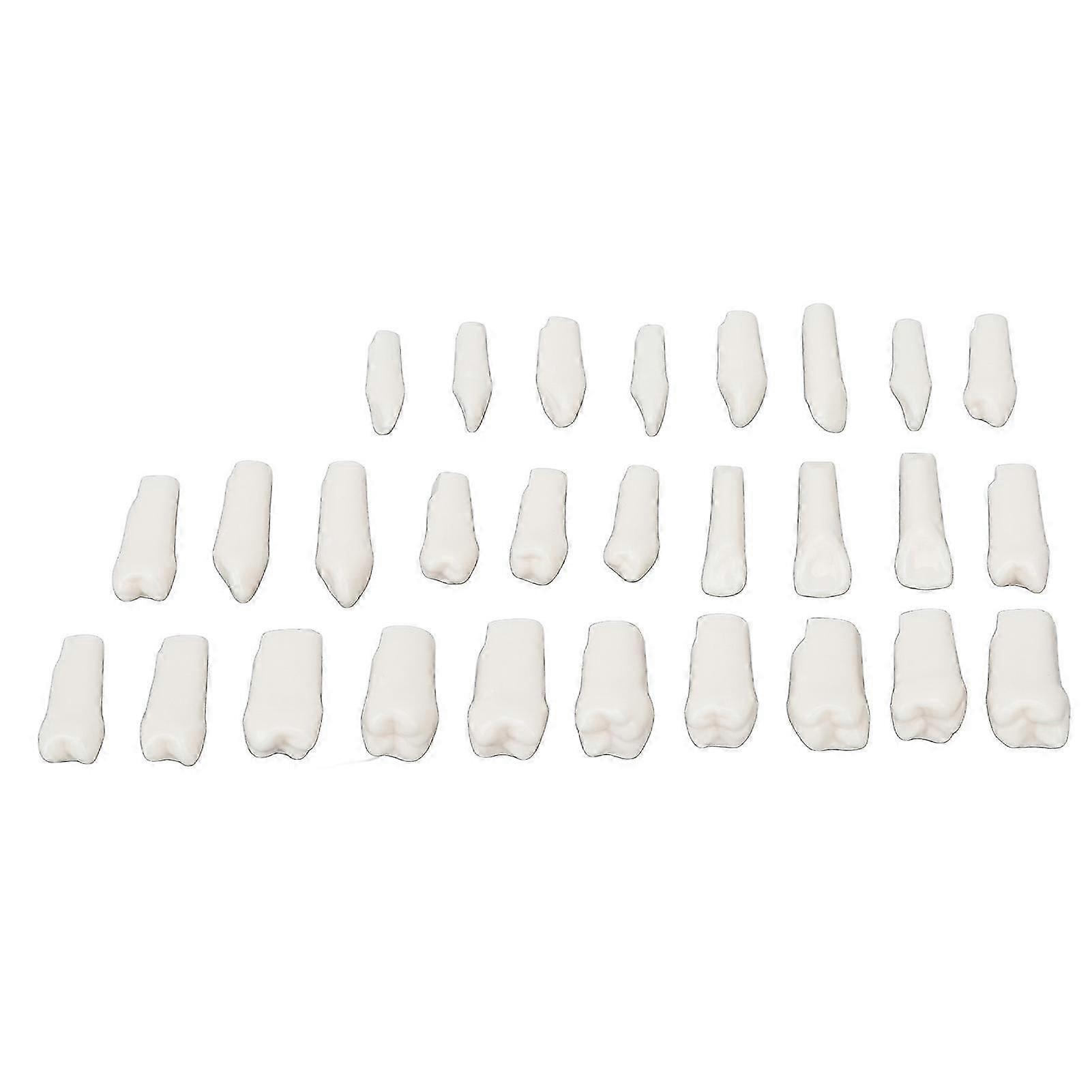 28Pcs Removable Teeth Piece Durable Plastic Removable Design False Teeth for Typodont Teaching Study