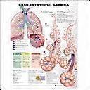 Understanding asthma anatomical chart