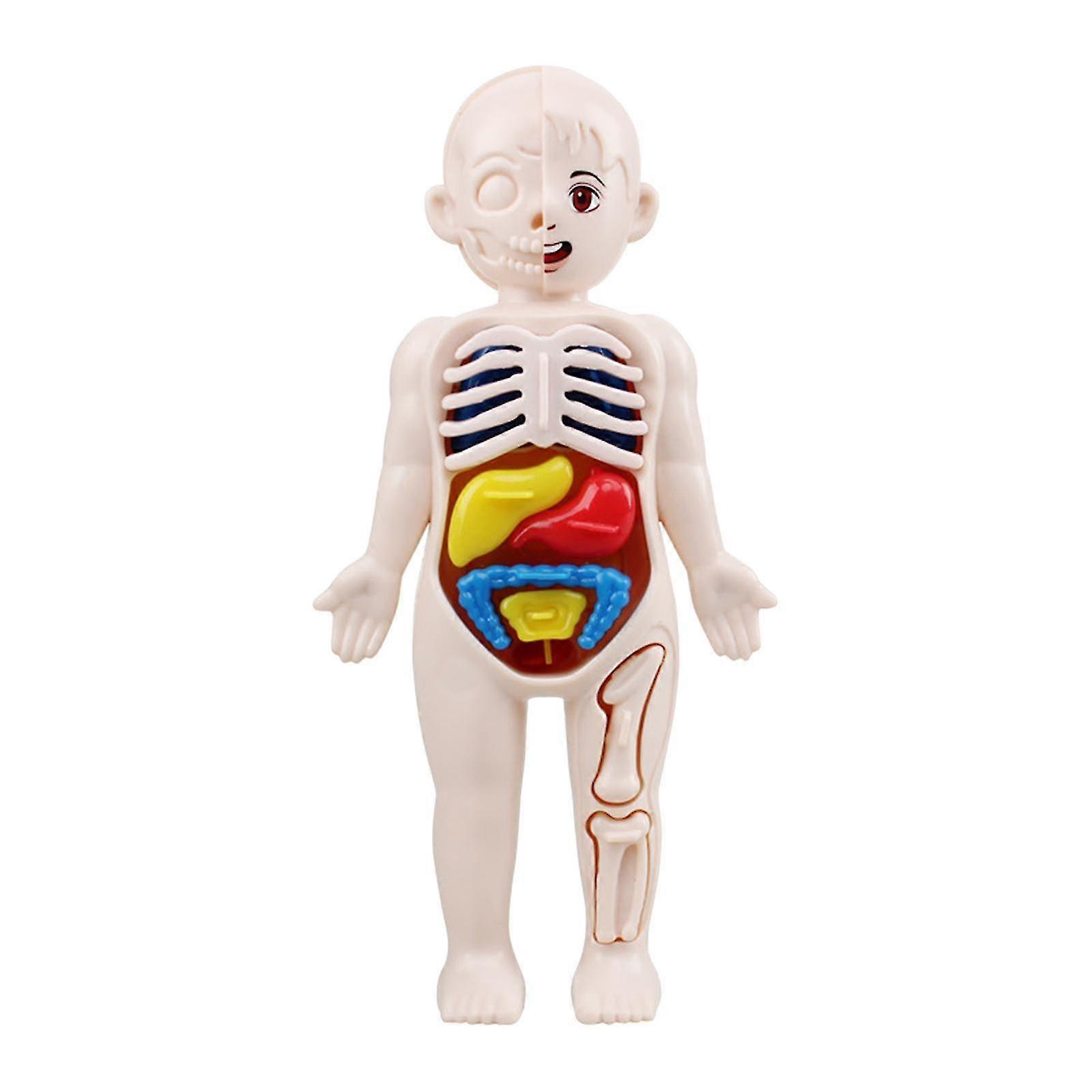 Human Body With Organs Assembled 3d Puzzle