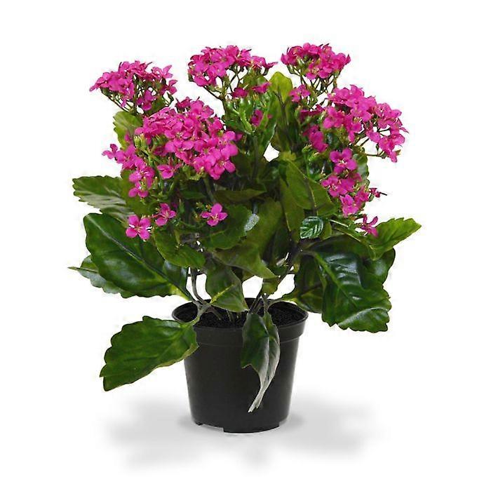 Kalanchoe (30 cm)
