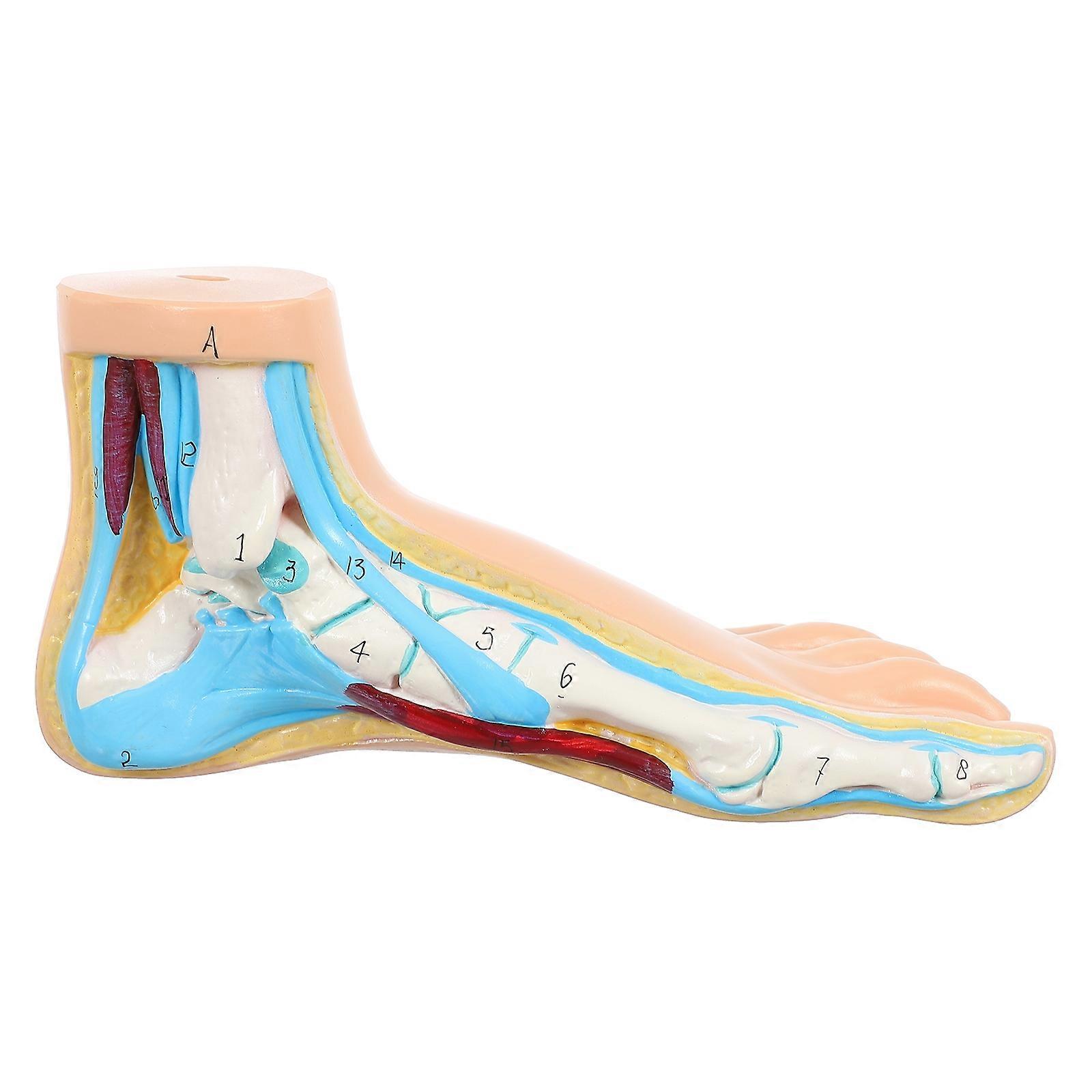 Anatomical Foot Model Medical Normal Foot Model for Teaching Beige Vinyl Material 1Pack
