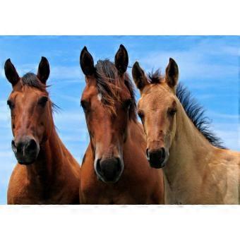 Horses Pony jigsaw puzzles - Horse Ponys / jigsaw puzzle - Beautifuls #5 SIO576