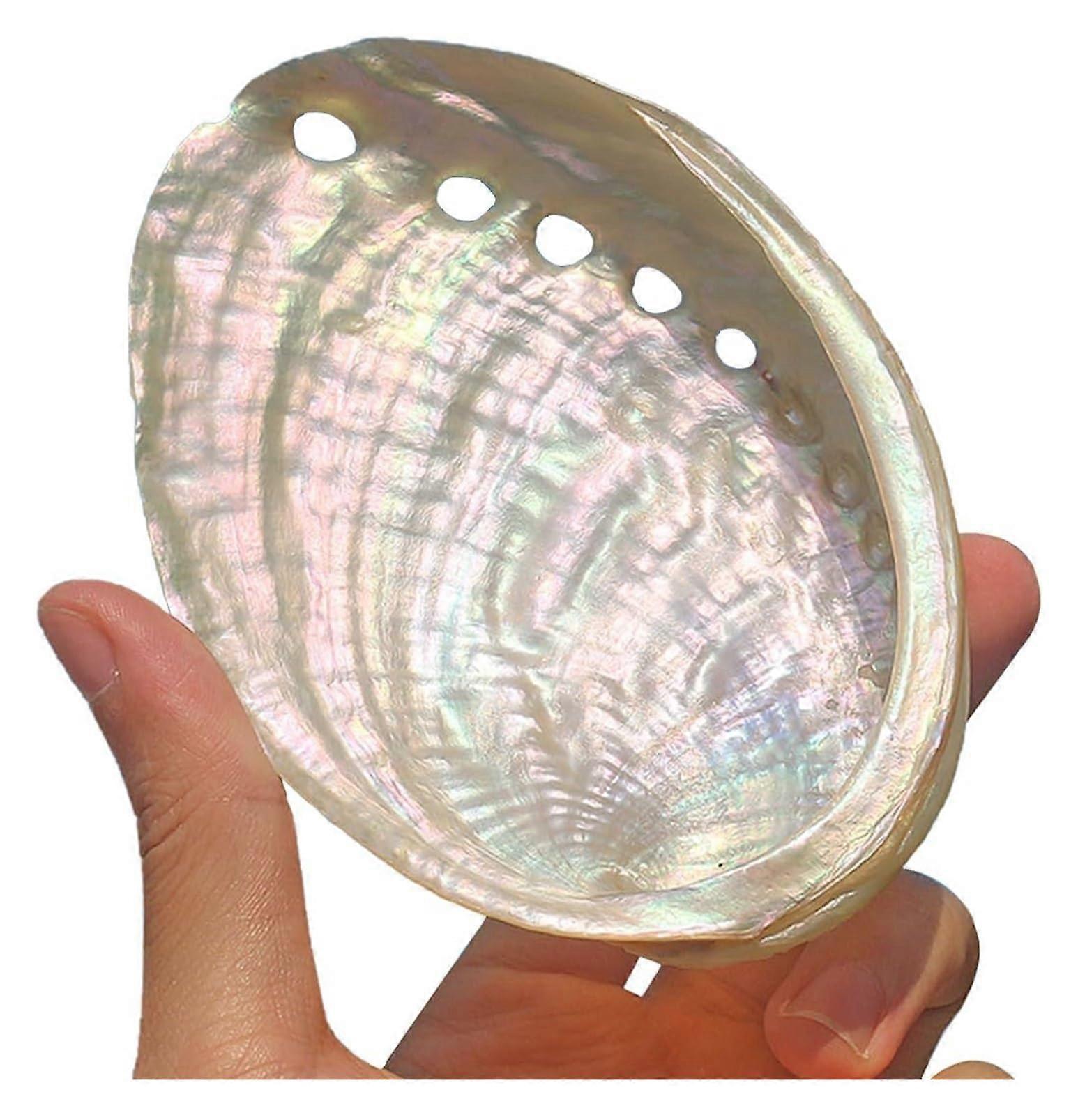 Natural Sea Shells 10/11cm Abalone Conch for Coastal Decor and DIY Craft Projects