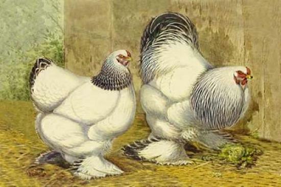 Tavuklar: Açık Brahmas Posteri