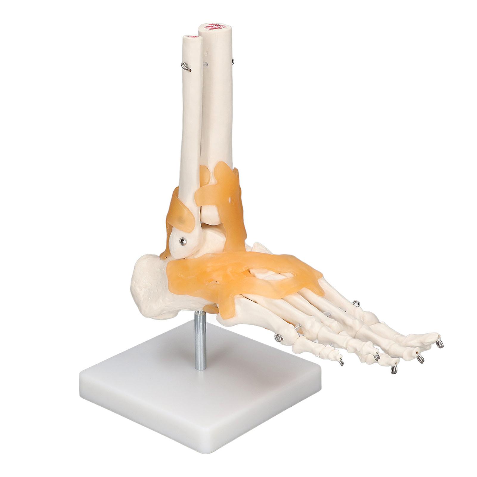 人間の足のモデル解剖学的足首骨格、靭帯付き 1 対 1 等身大金型