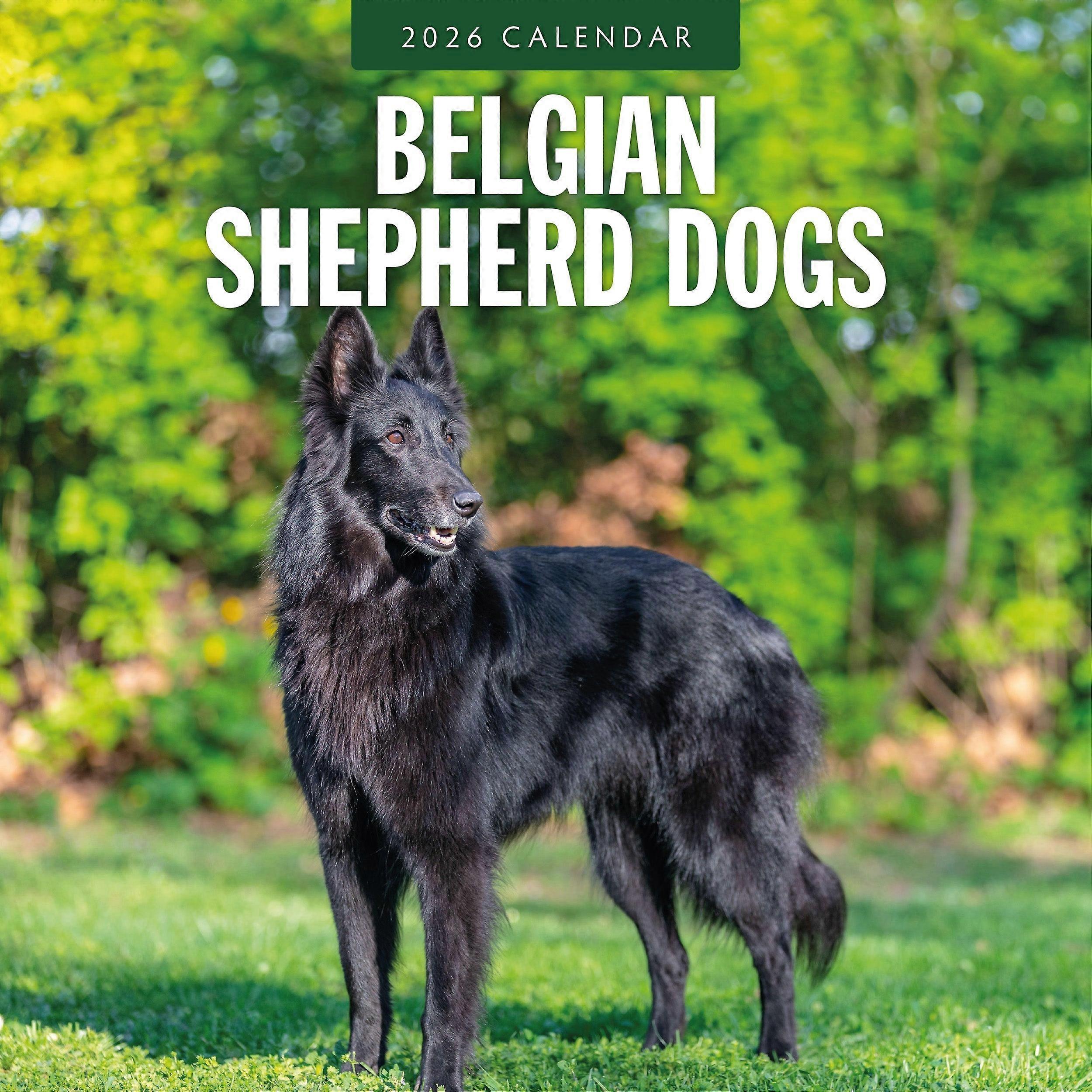 Red Robin Belgian Shepherd Calendar 2026