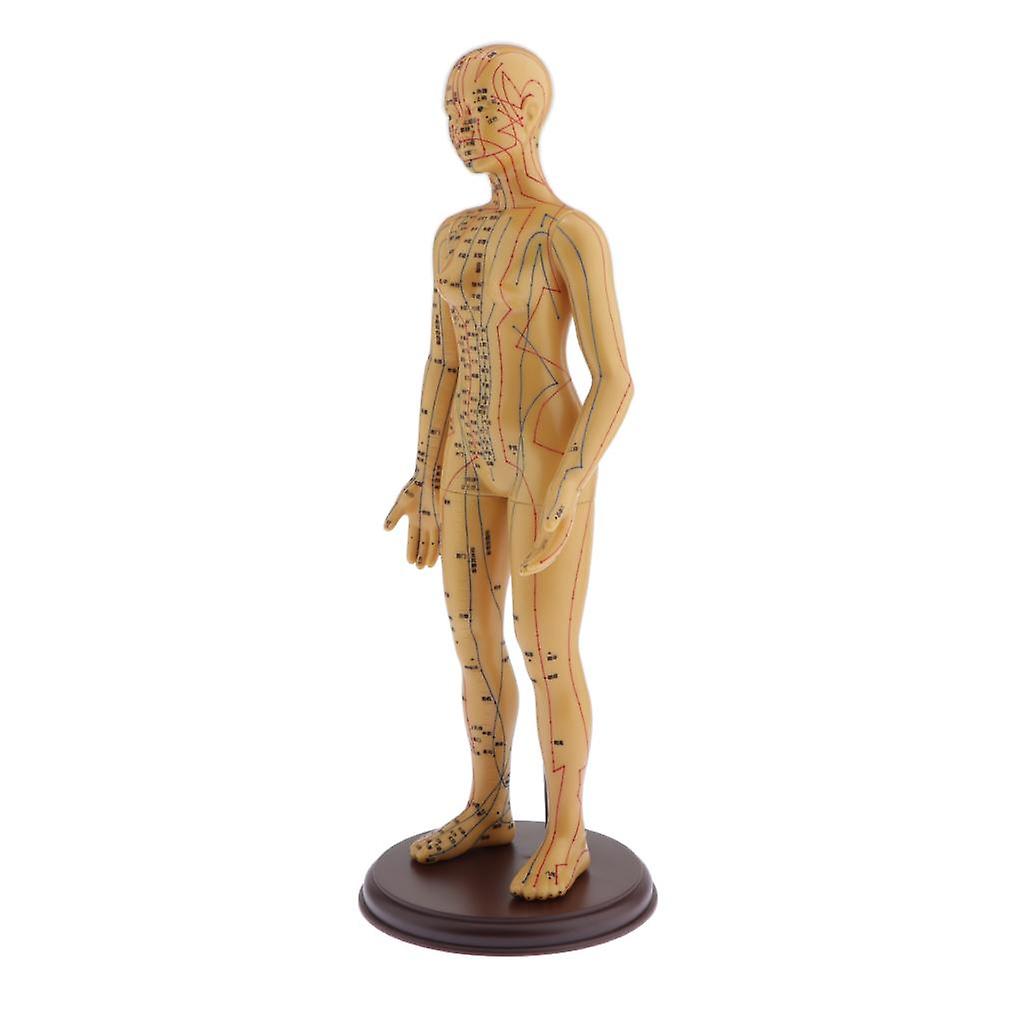 Human Body Acupuncture Point Model for Female