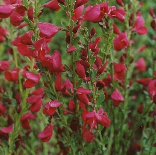 Cytisus Boskoop Ruby. Skotsk kost.