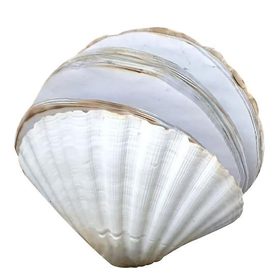 Scallop Shell Journal Book Notebook Realistic Looking Smooth Writing No Ink Bleeding Note-Taking Book Diary Book