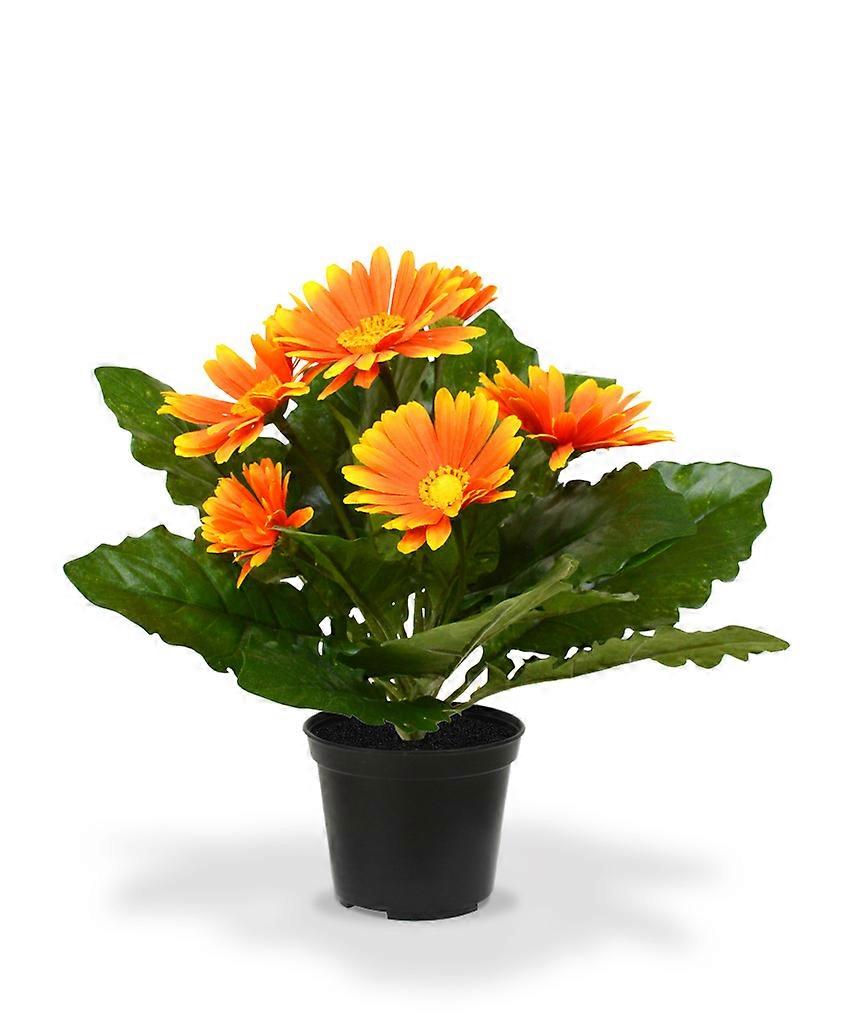 Gerbera växt (30 cm)