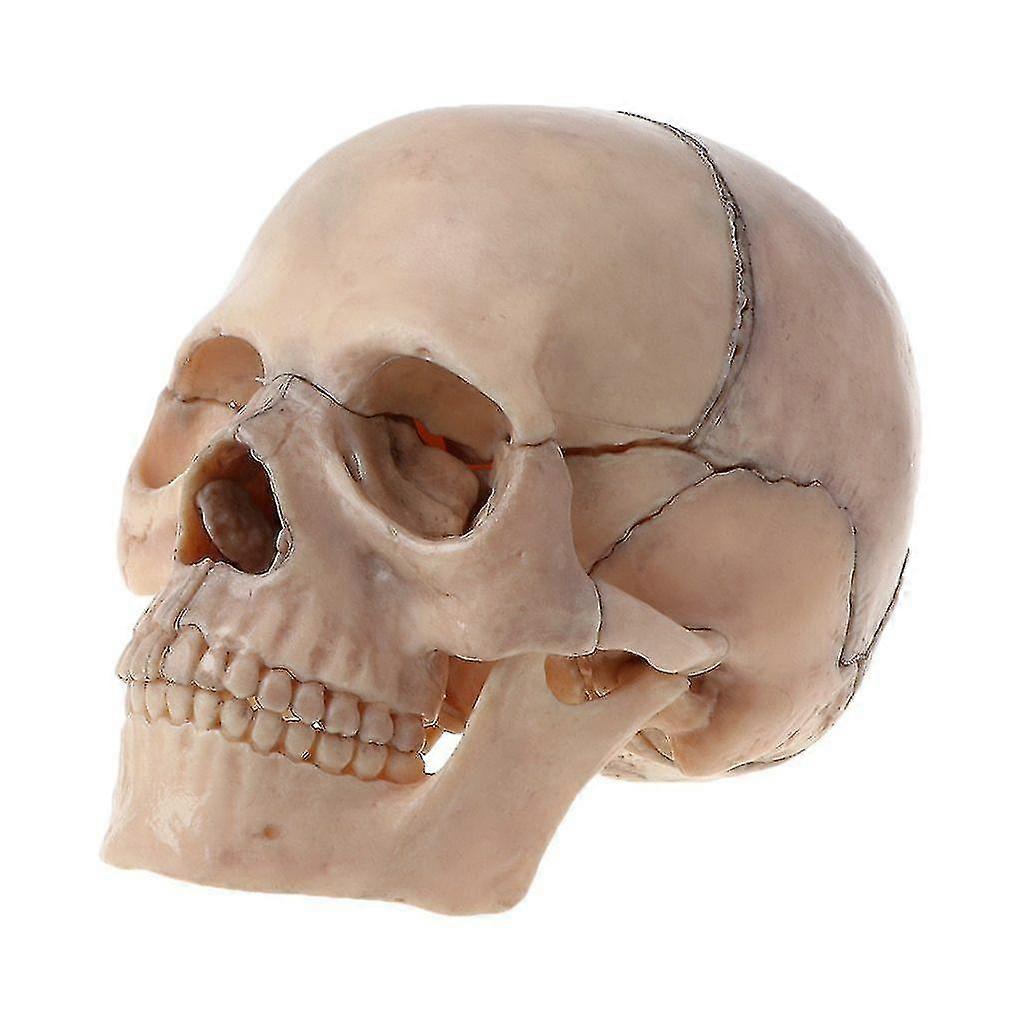 4d Disassembled- Color Skull, Anatomical Model, Detachable Medical Teaching