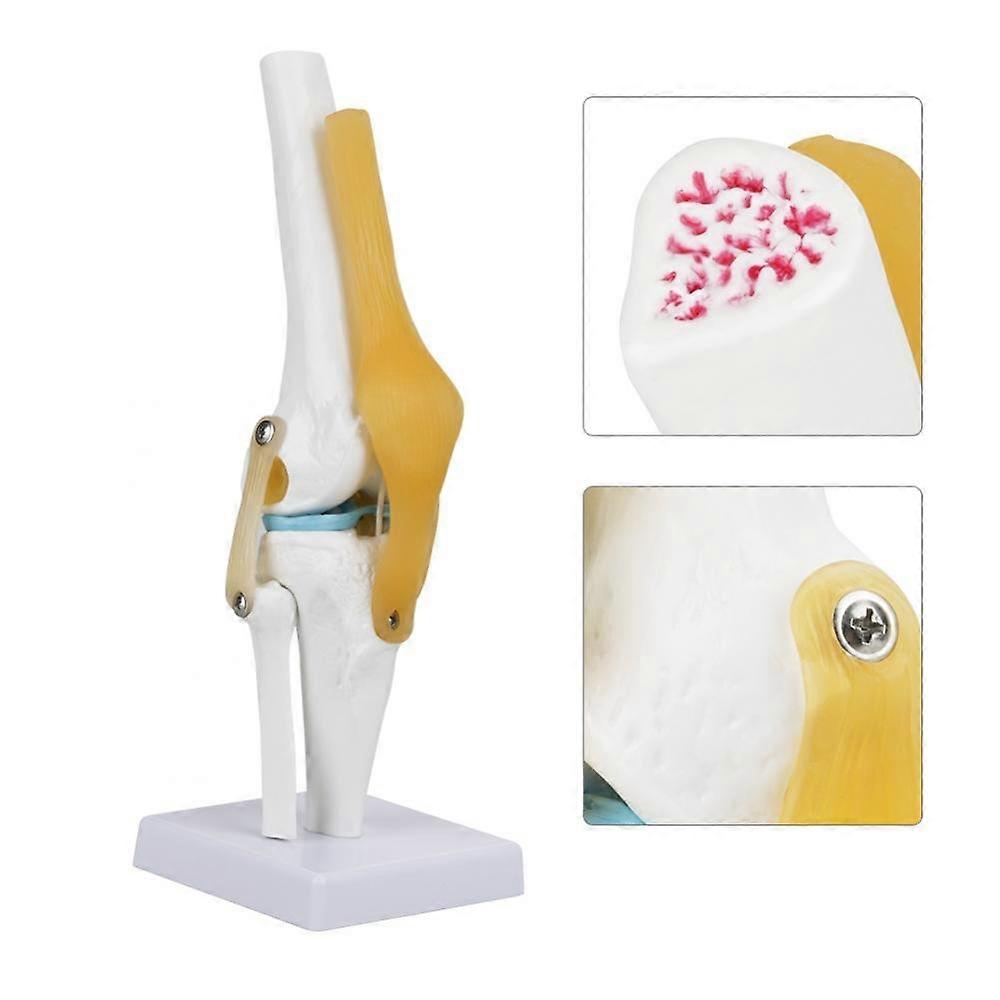 Skeleton Anatomy Life-Size Knee Joint Model 32 cm, Anatomical Osteoporosis Spine Bone Model for Medical Study and Hobbyists