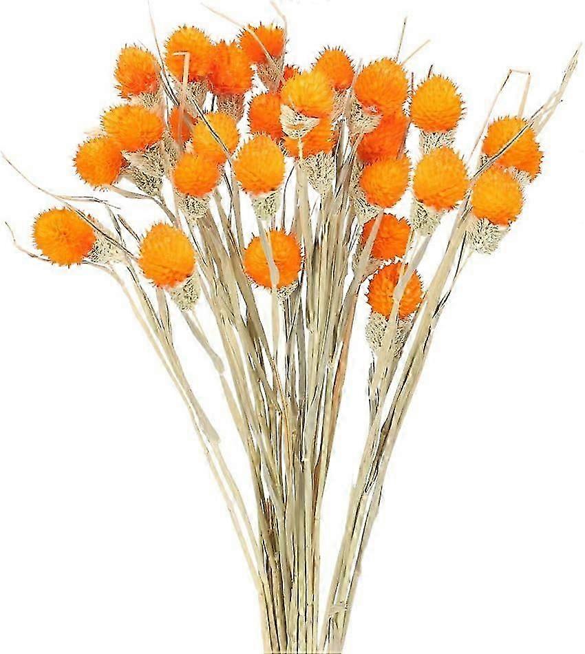 Αποξηραμένα λουλούδια, Craspedia, Billy Buttons, Μπουκέτο, Διακόσμηση
