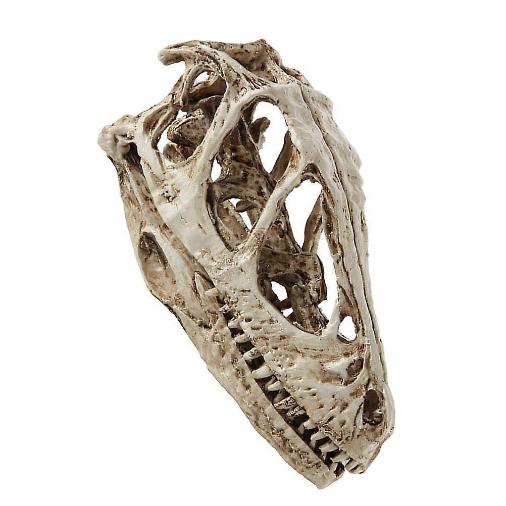 Animals Skull Model Resin Skull Head Model for Decorative Display