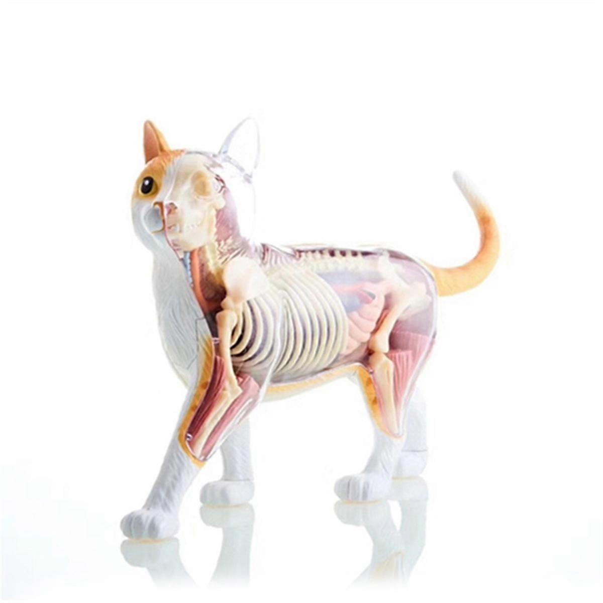 Animal Organ 4D Cat Intelligence Assembling Teaching Anatomy Model