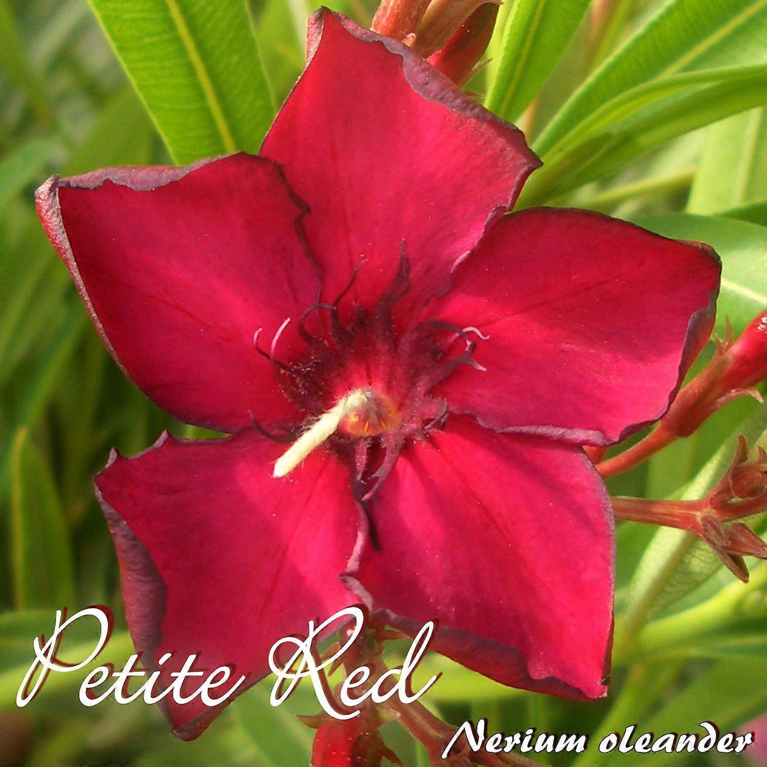 Oleander "Petite Red" - Nerium oleander - Size C03