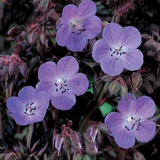 Geranium midnat Reiter. Blommeløv.