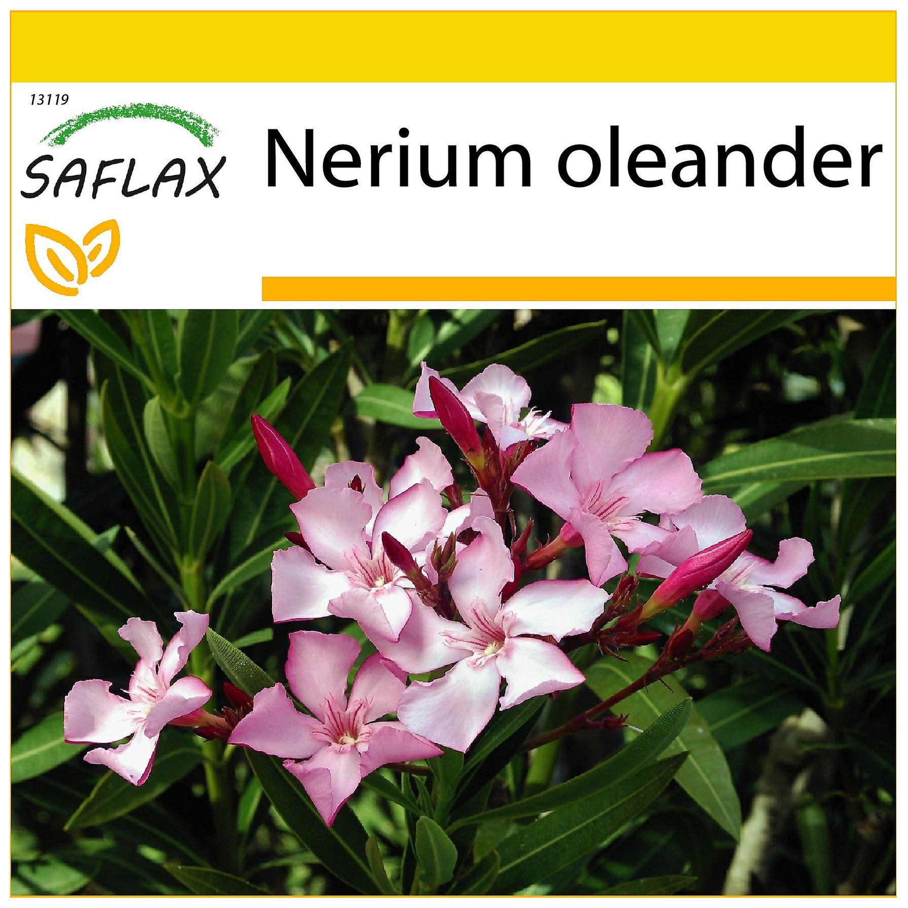Saflax - Cultivation set - 50 seeds - Oleander - Oléandre - Oleandro - Oleandro - Oleander