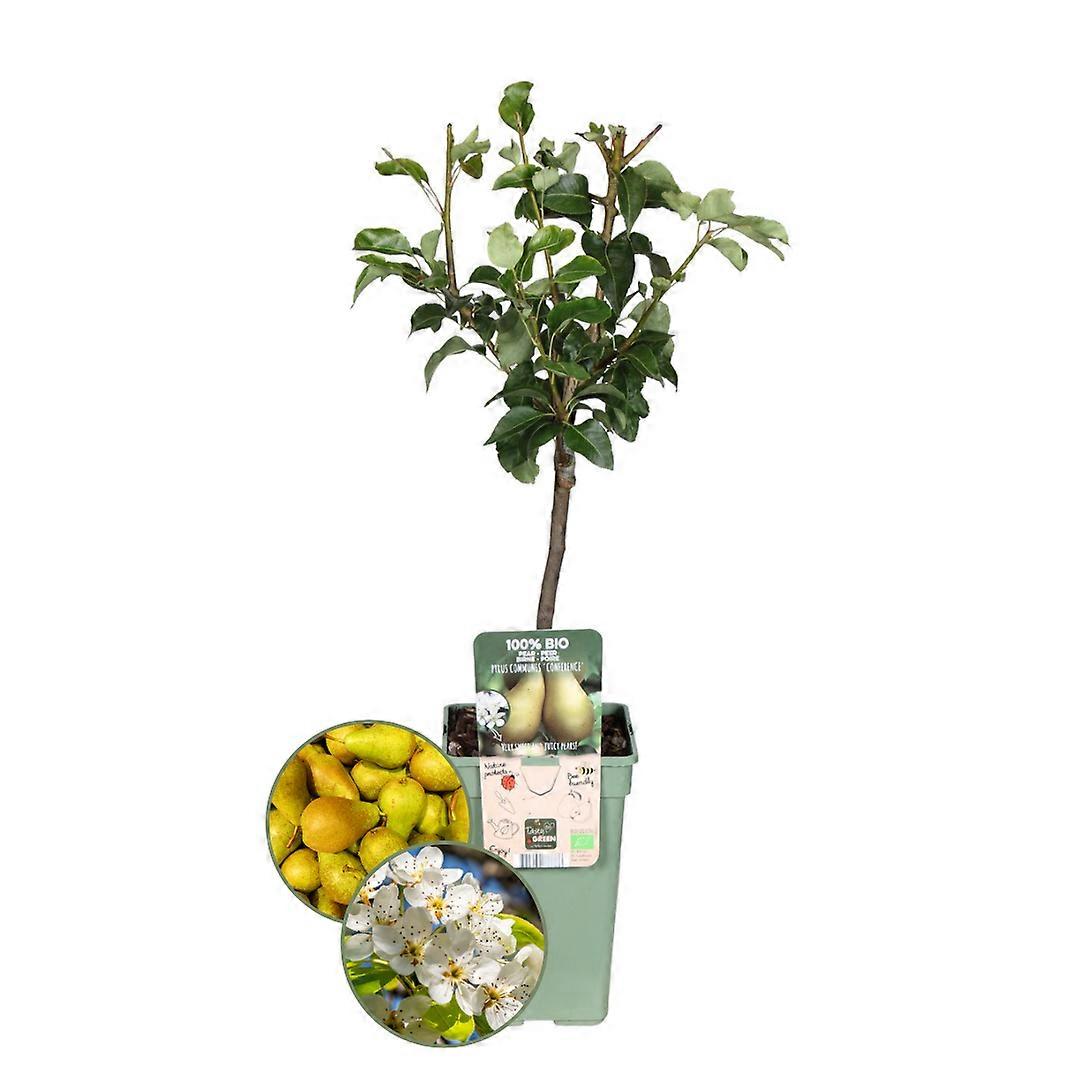 Birnbaum - Bio - Pyrus - 50-60cm - Ø20cm