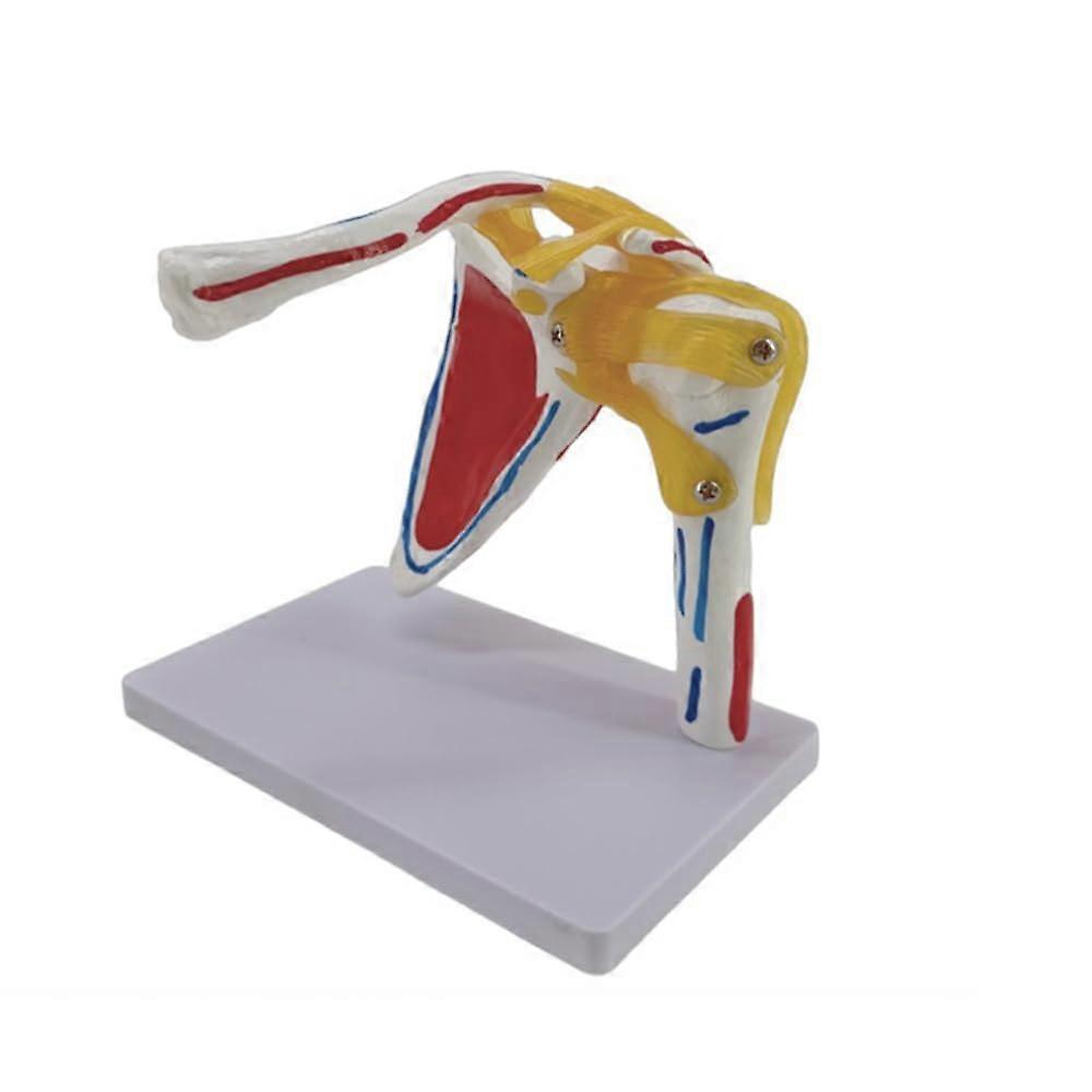 Shoulder Joint Muscle Model with Painted Muscle Lines and Origins - Anatomical Study Aid for Education and Research