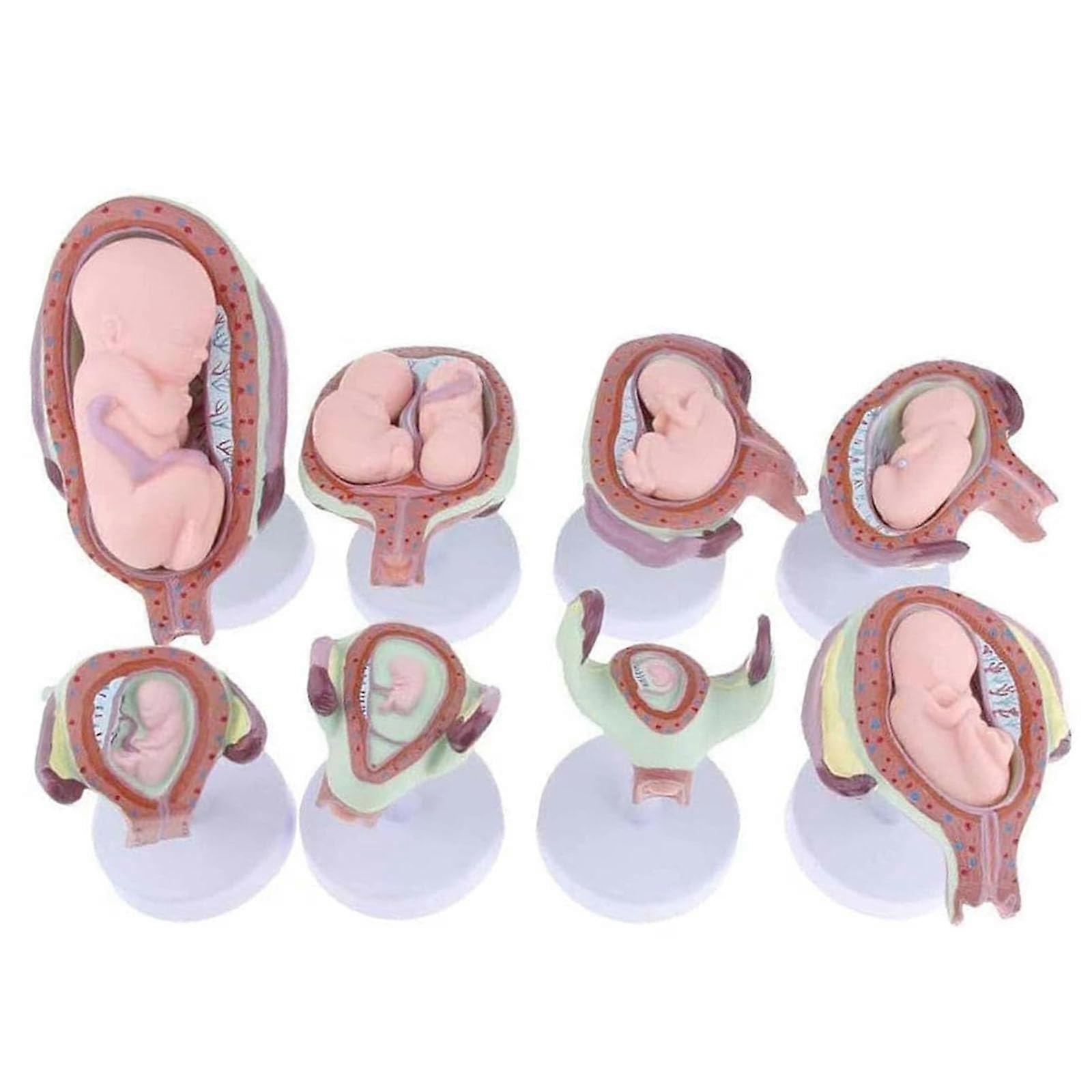 Fetal Development Model 8 Piece Set StepbyStep Pregnancy Embryo Educational Kit for Training