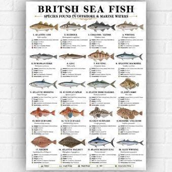 British Sea Fish Marine Identification Ch Angler Family Jigsaw Puzzle
