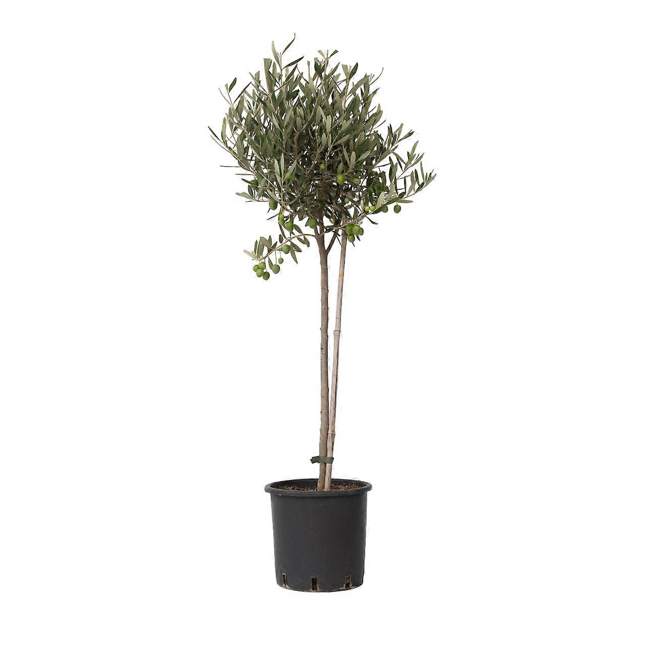 Common Olive tree - Olea europaea - Height 80-90cm - ⌀19cm