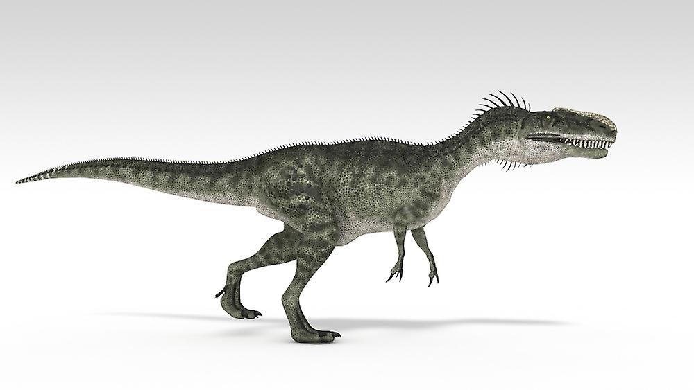Monolophosaurus dinosaur, white background. Poster