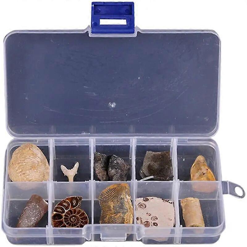 10 pcs Teaching Specimen Educational Plaything Teaching Tool Paleontology Fossils Funny Fossils Digging Fossils Real