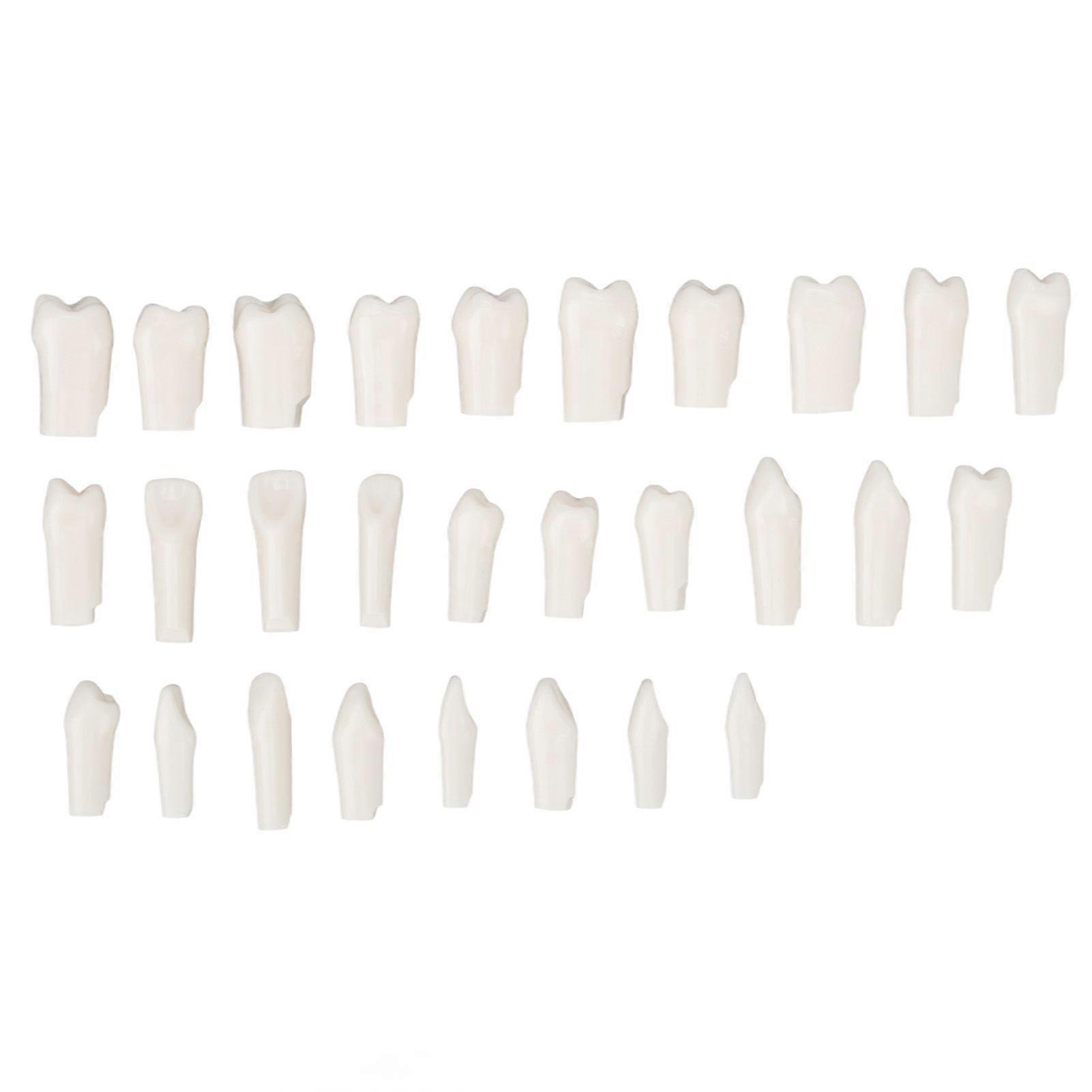 28Pcs Durable Plastic False Teeth for Typodont Teaching and Study
