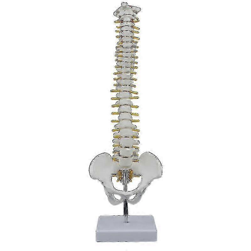 45cm Human Spine Model with Pelvic Bones, Anatomical Spine Column and Detachable Stand Base for Medical Study Teaching Aid