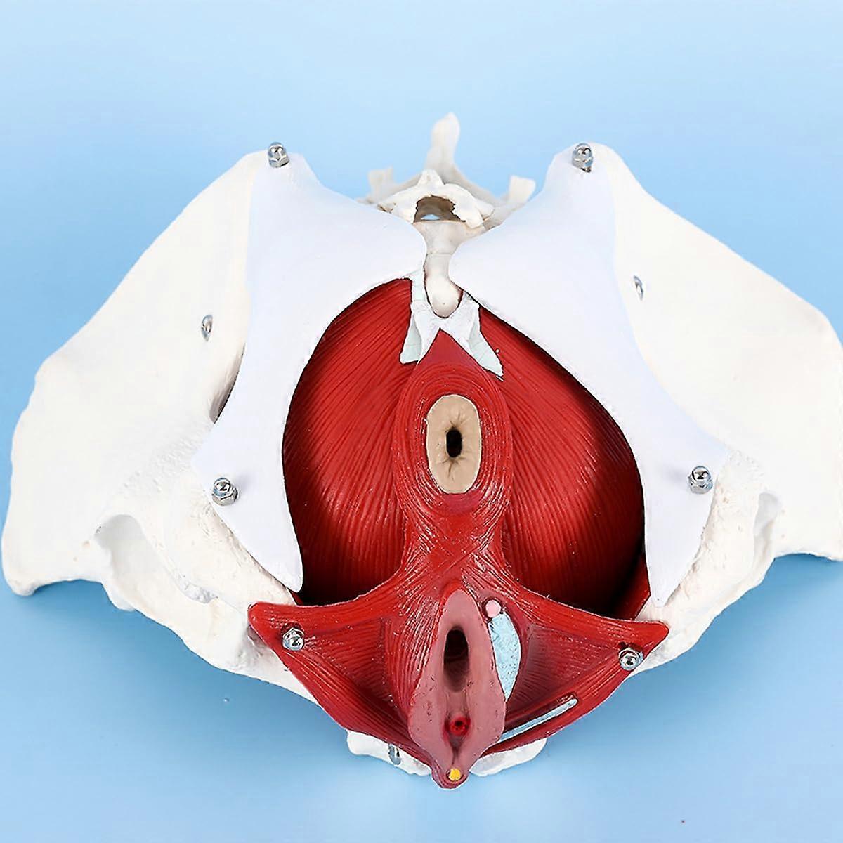 Lifesize human pelvic model Removable female pelvic model Female pelvic floor muscle model For teaching display learning