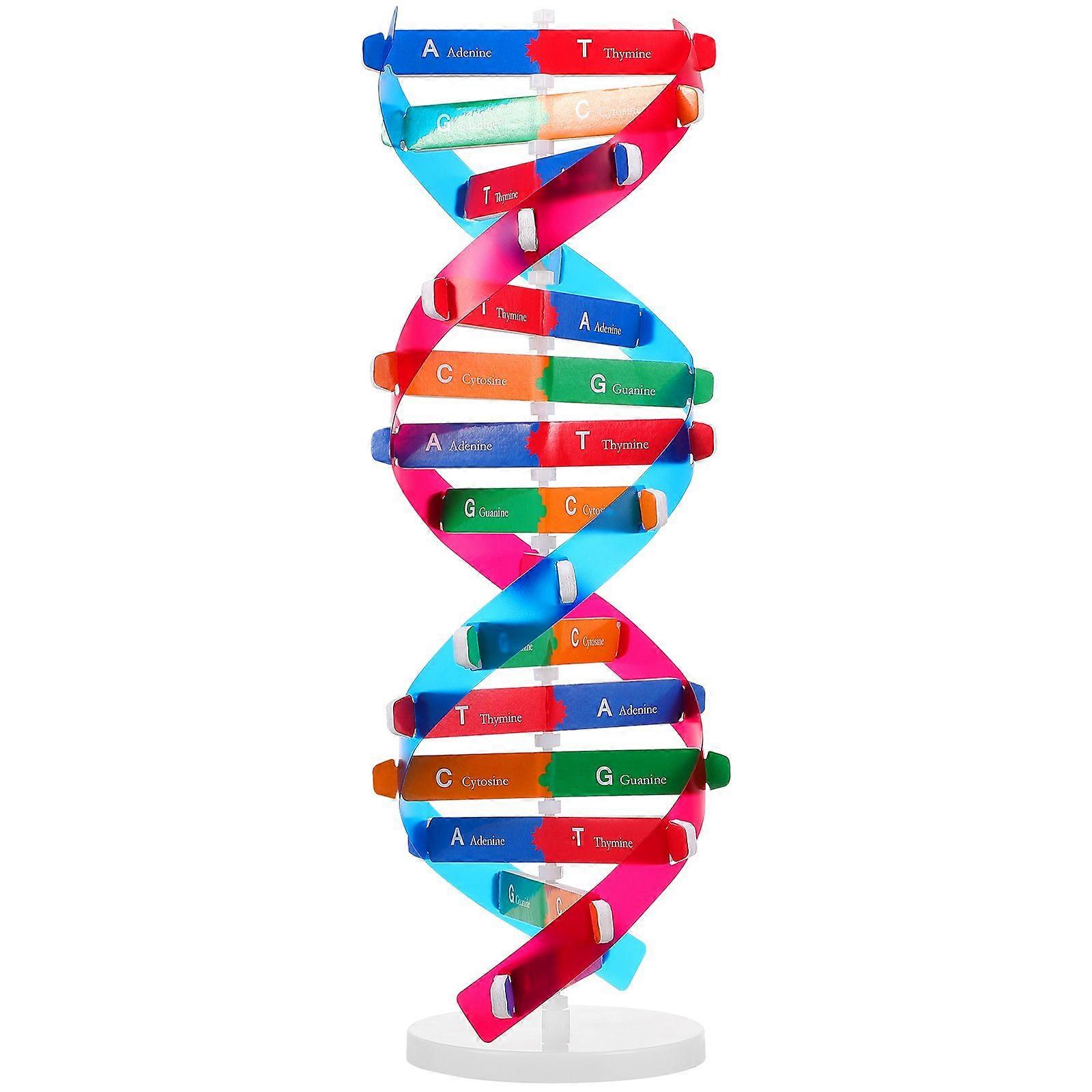 Educational DNA Double Helix Model for Children DIY Genetic Structure Learning Toy Interactive Science Kit