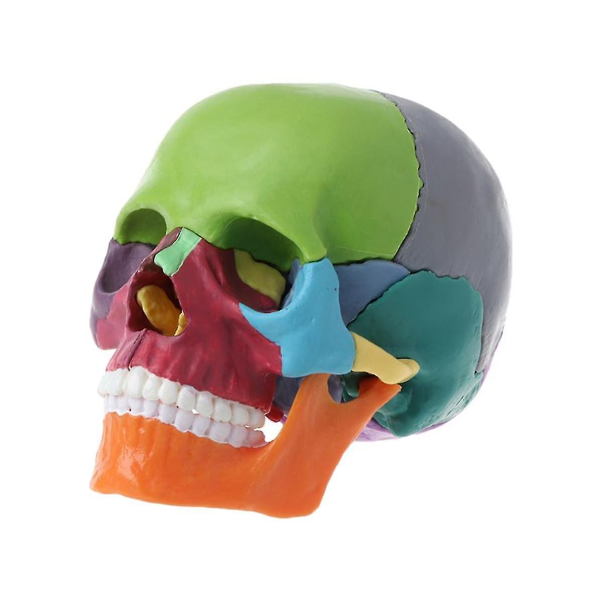 15pcs/set Skull Model Disassembled Color Skull Anatomical Model Detachable Teaching Tool-E