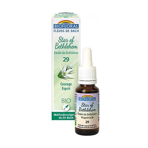 Star of Bethlehem 20 ml of floral elixir