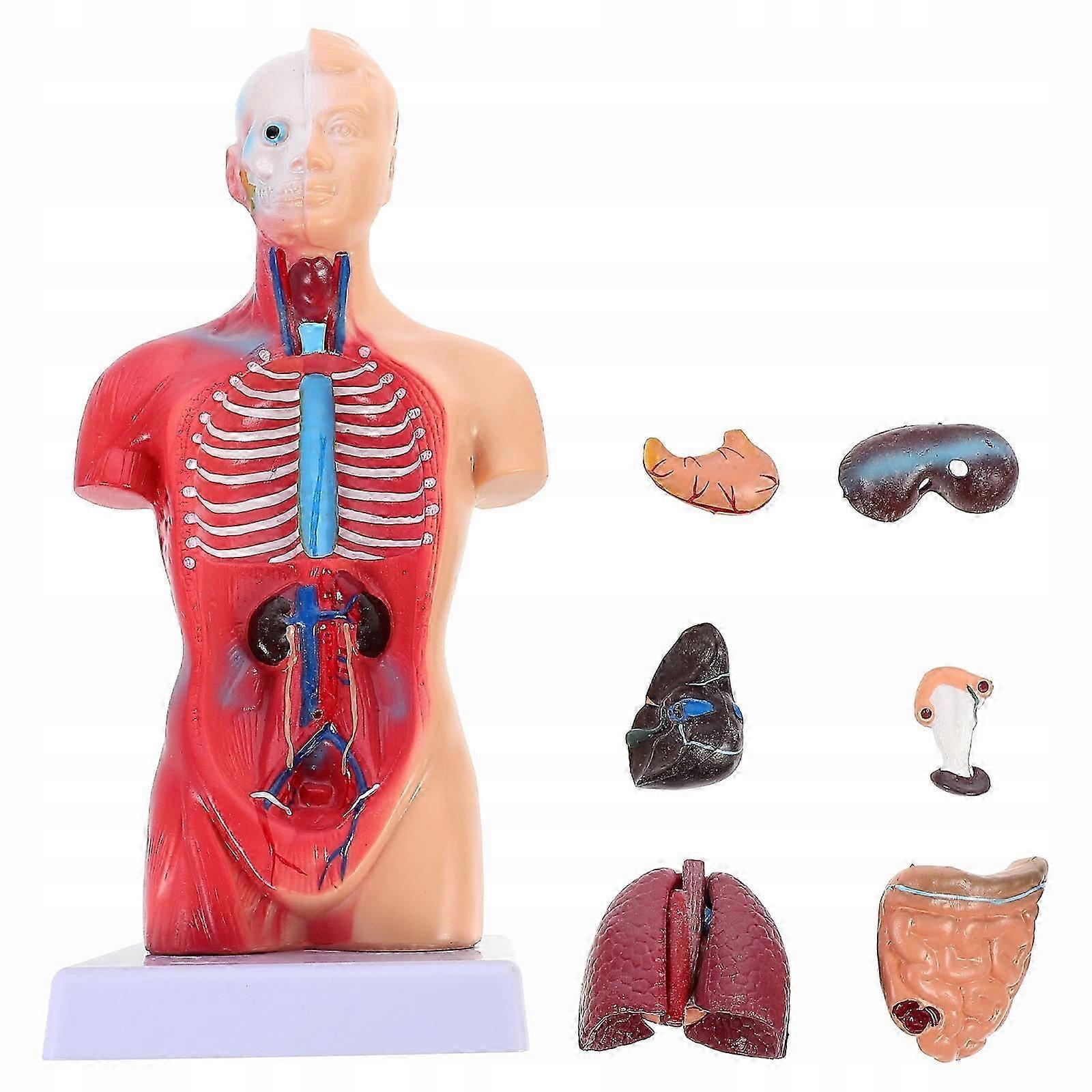Mannequin Anatomical Body Model