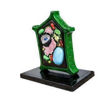Three-Dimensional Cell Structure Model for Laboratory Instruction, Classroom Comparison, and Independent Biology Study Multicolor