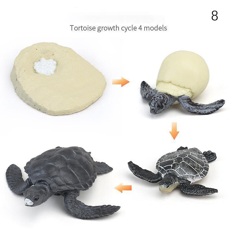 Simulation Insects Children Teaching Aids Animal Growth Cycle Model Set