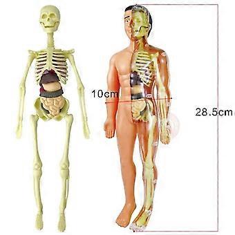3D Human Body Anatomy Model - Educational DIY Skeleton Toy for Kids | STEM Learning & Fun | Durable Plastic