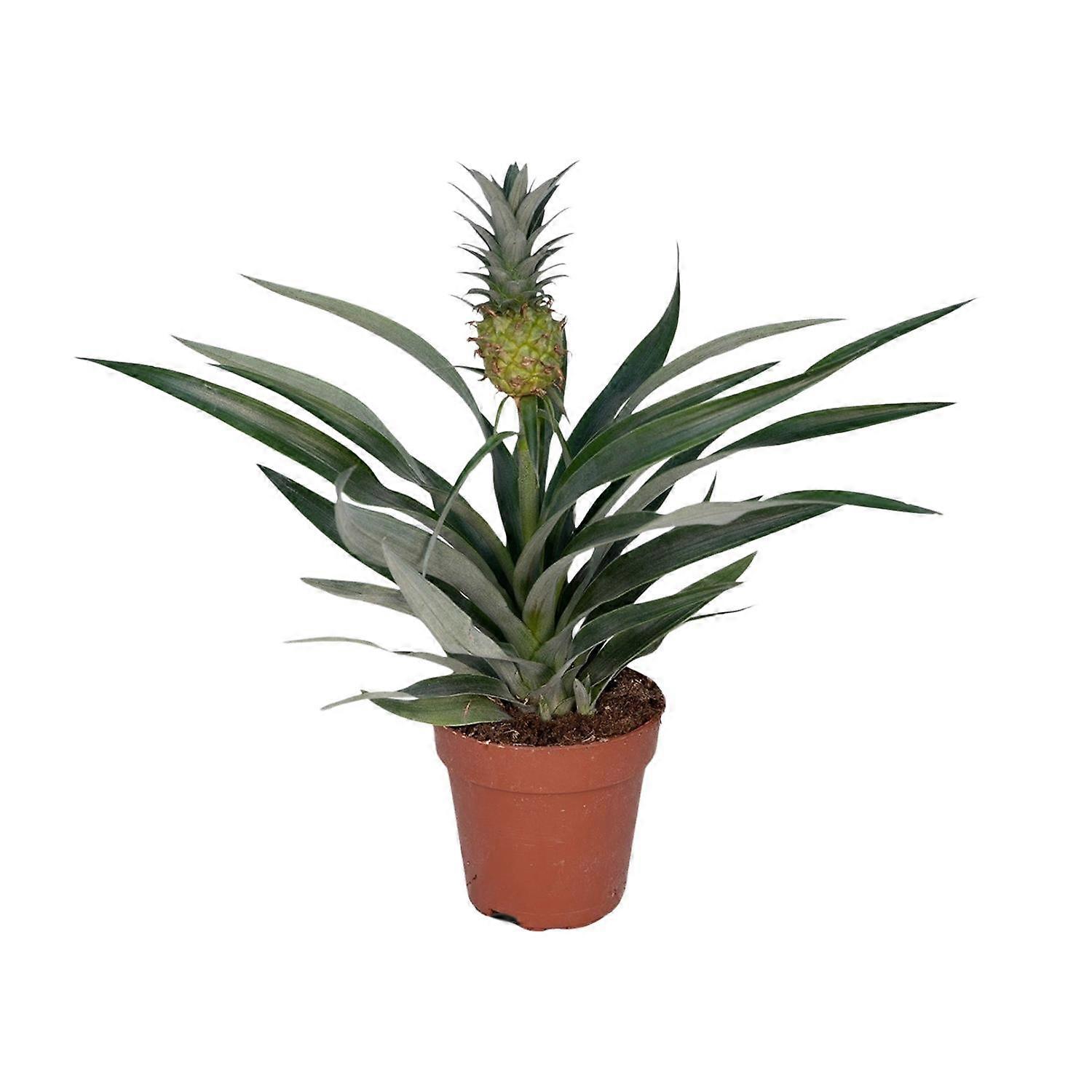 Bromeliad Ananas - 30cm - Ø15cm