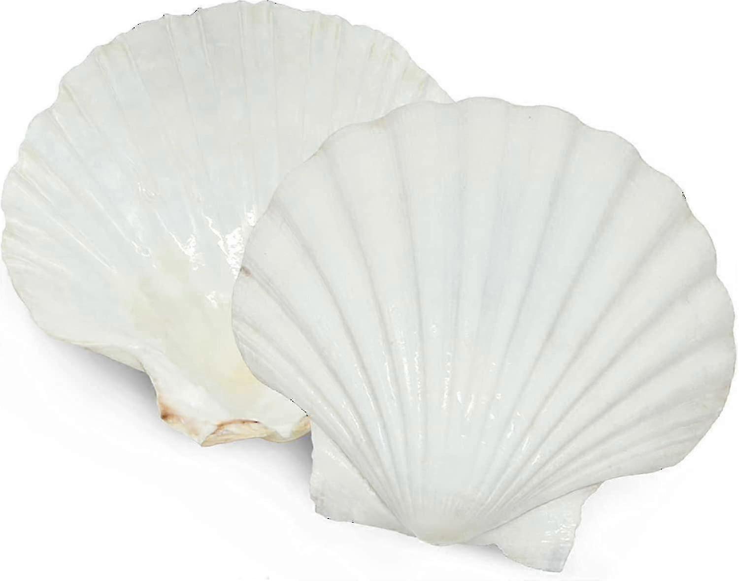 6pcs Scallop Shells For Serving Food,baking Shells Large Natural White Scallops From Sea Beach For Diy Craft Decor