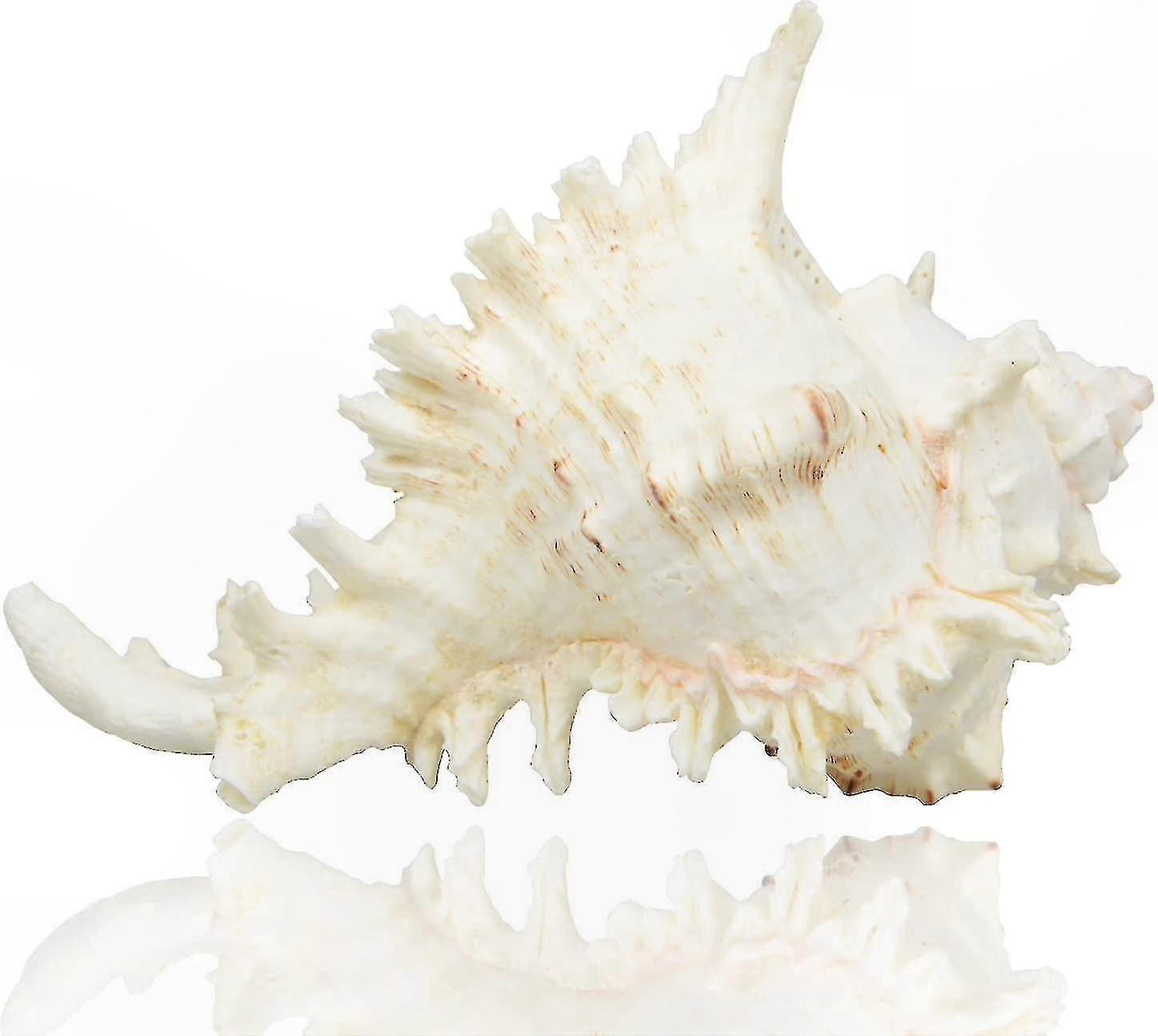 Big Natural Seashells, Large 7-8 Inch Ocean Conch for Crafts and Decor
