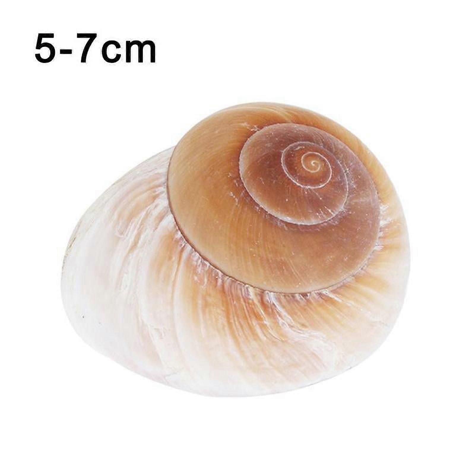 Natural Conch Shell Hermit Crab Replacement Yellow Bread Snail Decoration Bread Conch Seashells U7H4