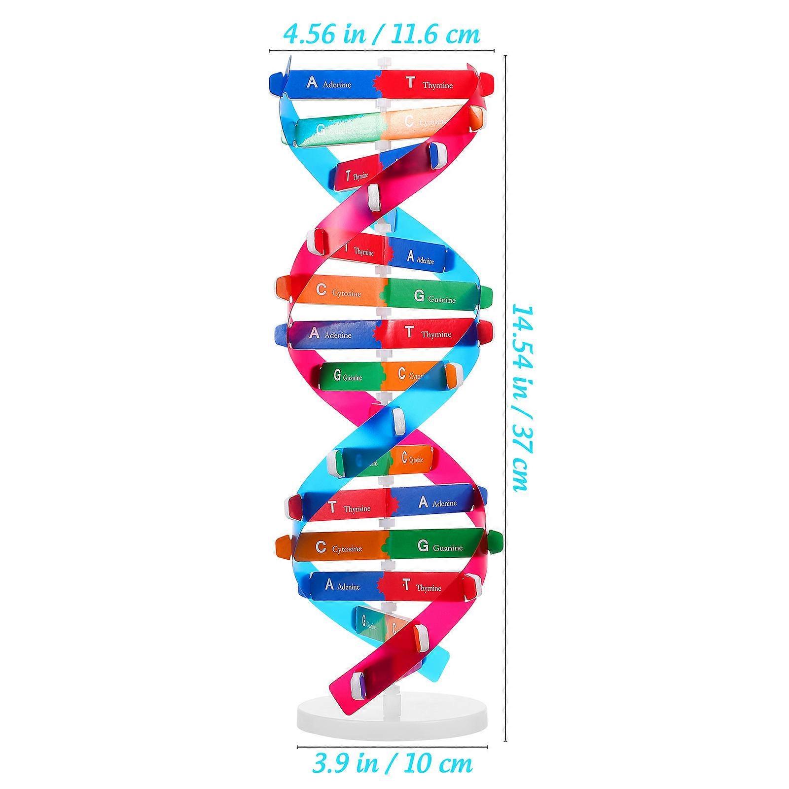 Dna Double Helix Model for Children Durable 10Pcs Structure Toy