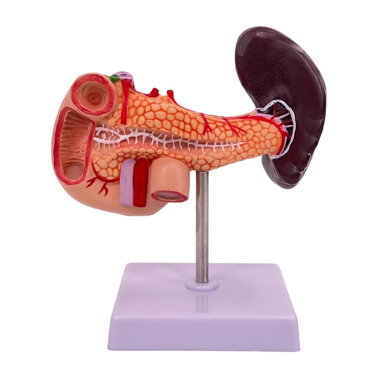 Pancreas Model with Duodenum and Spleen Educational Simulation Anatomy Model