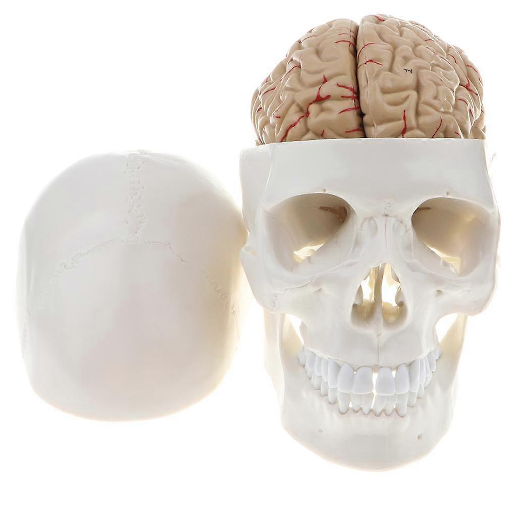 1: 1 Human Head skull modal Model with 8 Removable Parts