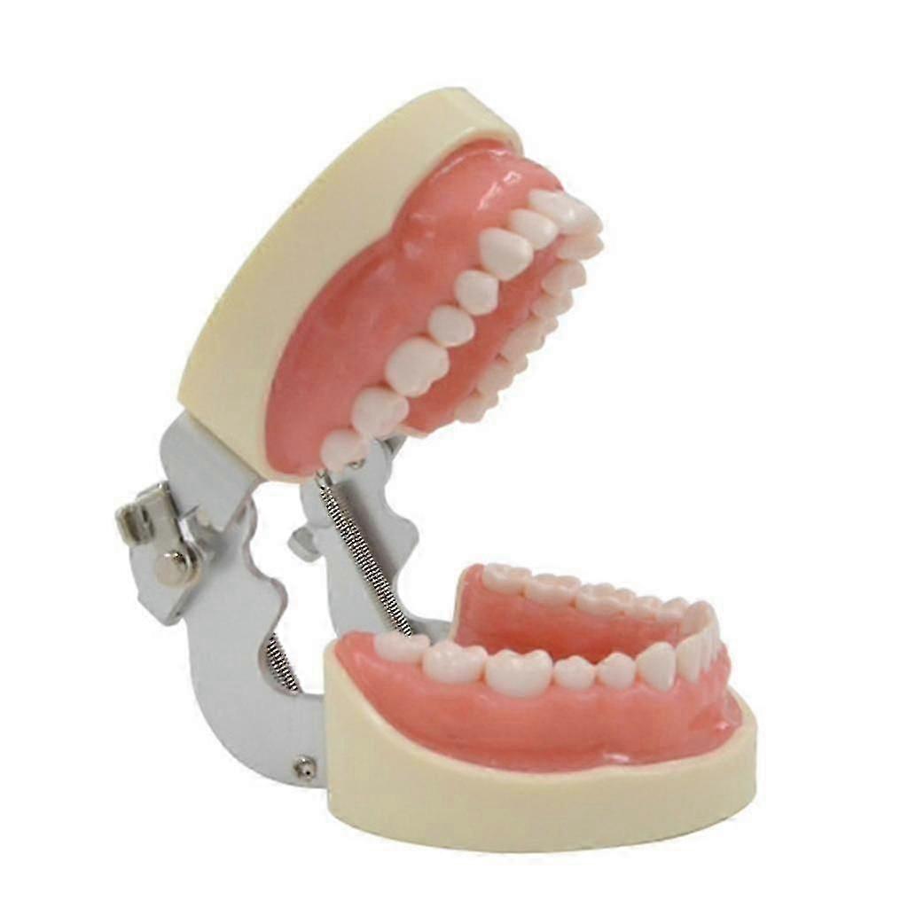 32 Teeth Model Orthodontic Oral Tooth Model With 32 Removable Teeth Soft Model