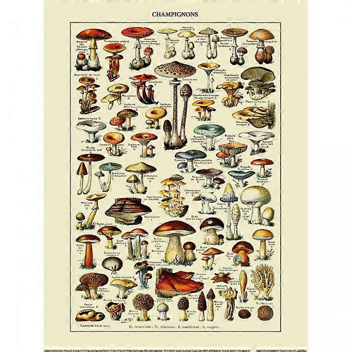 Adolphe Millot Champignons Framed Poster