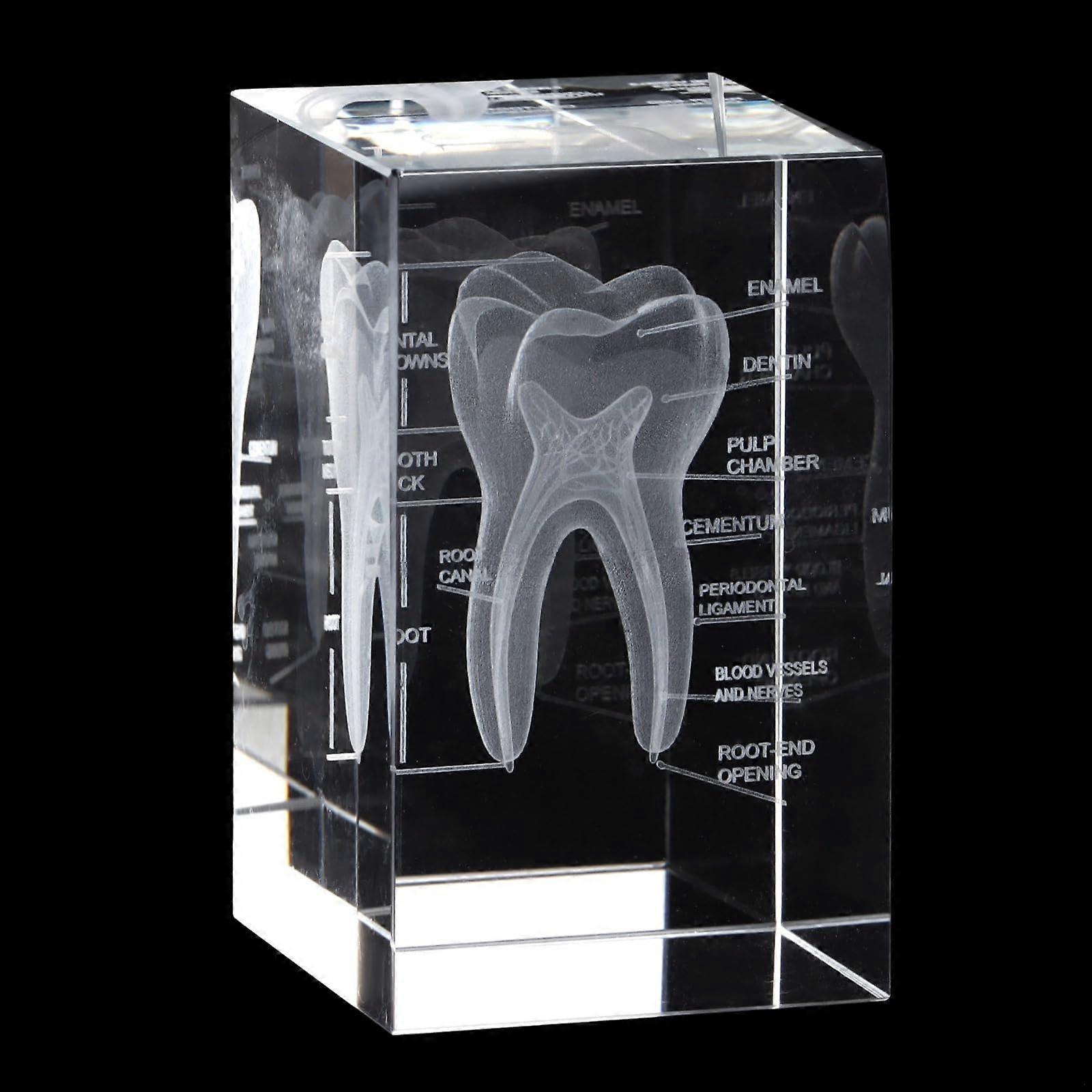 Crystal Tooth Model with Precision 3D Etching, K9 Optical Clarity, Dentist Gift Display