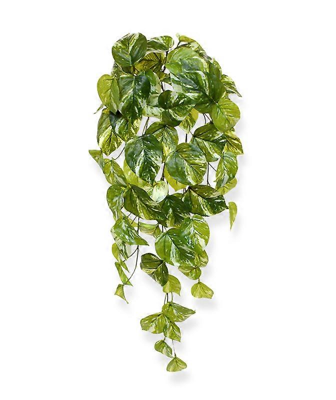 Pothos trailingplant (60 cm)